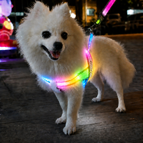 Collar LED Luminoso para Perros | Seguridad Nocturna